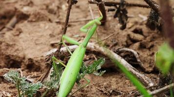 A Green Grasshopper Effectively Camouflaged Within Its Natural Environment and Surroundings. Media video