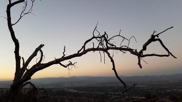 Sunset Tree Branch Silhouette, Bare Tree on Hiking Trail near Santa Clarita, CA photo