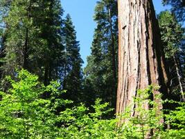 Giant Sequoia Tree in Grove at Calaveras Big Trees State Park photo