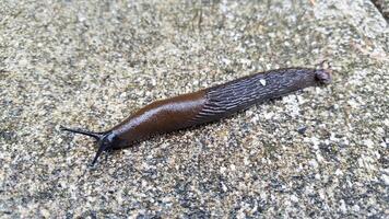 Dark Brown Slug Moving across a Sidewalk, Seattle, Washington photo