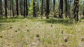 Pinecones on the Forest Floor, Seeing Nature while Camping in Payson, Arizona photo