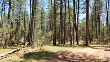 Tall Trees, View while Camping in Payson, Arizona photo