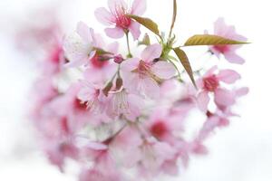 Wild Himalayan Cherry background no.2 photo