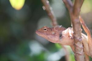 Close-up of a chameleon photo