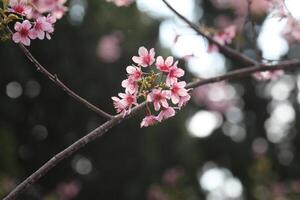 Wild Himalayan Cherry thailand photo
