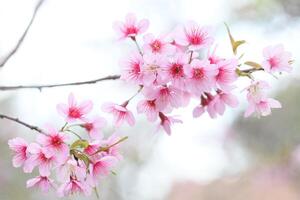 Wild Himalayan Cherry background photo