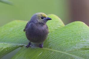 The palm tanager, Thraupis palmarum, is a medium-sized passerine bird photo
