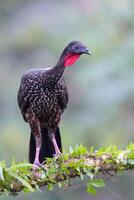 The crested guan, Penelope purpurascens, is a Near Threatened species photo
