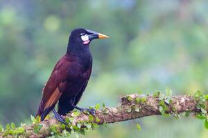The Montezuma oropendola, Psarocolius montezuma, is a tropical icterid bird photo