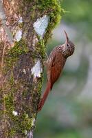 The streak-headed woodcreeper, Lepidocolaptes souleyetii photo