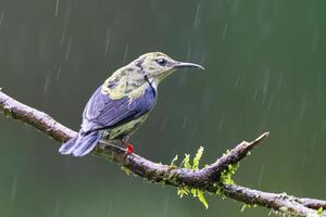 The red-legged honeycreeper, Cyanerpes cyaneus, in a heavy rain photo