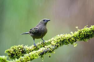 The palm tanager, Thraupis palmarum, is a medium-sized passerine bird photo