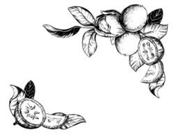 composition of walnut in engraving technique. Unripe walnut seeds whole and halves, leaves and space for text. Label design for Nocino liqueur. Linear sketch in black ink on white background. vector