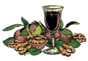Hand drawn sketch illustration of walnuts and shot glass with liqueur. Composition of open walnut kernel, whole walnut and glass. Black and white drawing of nut. Isolated on white background. vector