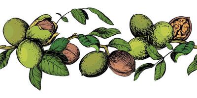 Horizontal pattern of walnut branches. border with kernels, leaves and nut skin. Illustration in color engraving style. Design for pasta, nut paste or liqueur. Hand drawn sketch with ink. vector
