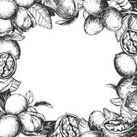 Square frame of walnuts with space for text. illustration in engraving technique. Design for nut paste, oil, liqueur Nocino. Walnuts whole and peeled kernels, leaves on white background. vector