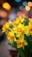 A close-up of a bouquet of vibrant yellow daffodils with delicate petals, blurred background of dark indoor setting with warm glowing lights, vertical, for cards photo