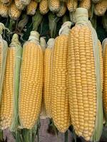 A market stall with fresh bright yellow peeled corn, rustic market setting with arranged corn cobs, closeup view photo
