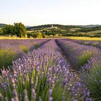 Lavender Field in Warm Sunlight, Rows of Purple Flowers and Distant Hills photo