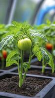 Green Tomato Plant Growing in Dark Container photo