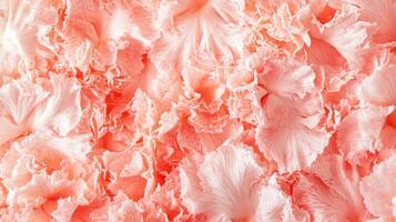 A close up of a bunch of pink flowers photo