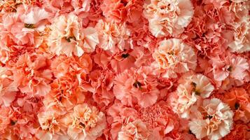 A large pile of pink carnations photo