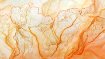 A close up of a flower with orange and white photo