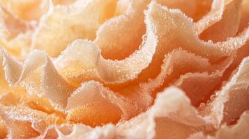 A close up of a flower with a lot of white fuzz photo