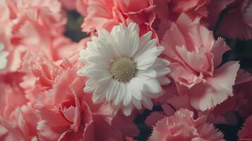 A close up of a bunch of pink and white flowers photo