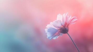 A single flower is shown in front of a blurred background photo