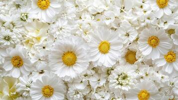White daisies are arranged in a large group photo