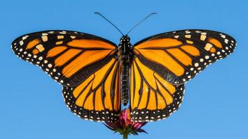 A monarch butterfly with a blue sky background photo
