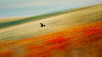 A bird flying over a field of red flowers photo