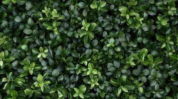 A close up of a green wall with many leaves photo