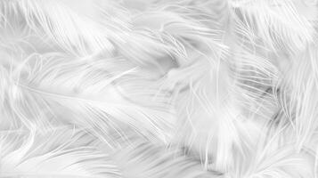 White feathers background, abstract background, texture, texture, texture, texture, texture, texture, photo