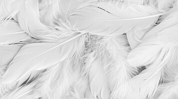 White feathers background, texture, texture background, texture background, texture background, texture background, texture photo