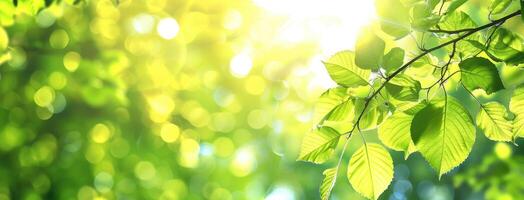 Green leaves on a tree branch with sunlight shining through photo