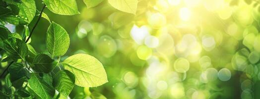 Green leaves and sunlight in a forest photo