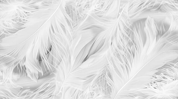 White feathers background, texture, texture background, texture background, texture background, texture background, texture photo