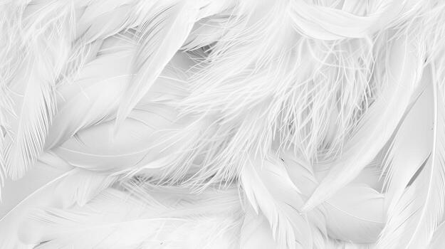 White feathers background, texture, texture background, texture background, texture background, texture background, texture photo