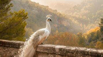 A white peacock standing on a wall with trees in the background photo