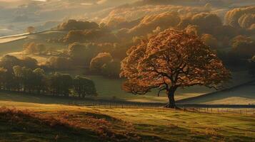 A tree stands alone in the middle of a field photo