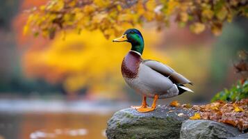 A duck standing on a rock near water photo