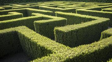A maze is shown in the middle of a hedge photo