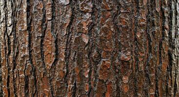 A close up of a tree trunk with brown bark photo