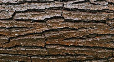 A close up of a tree bark with some cracks photo