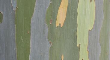 A close up of a tree with a bird on it photo