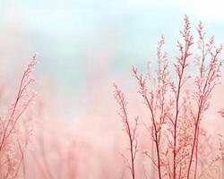 Soft focus pink grass with warm lighting creates serene atmosphere photo