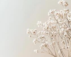 Delicate dried flowers against soft background create serene atmosphere. Perfect for adding touch of nature to any space photo