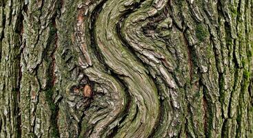A close up of the bark of a tree photo